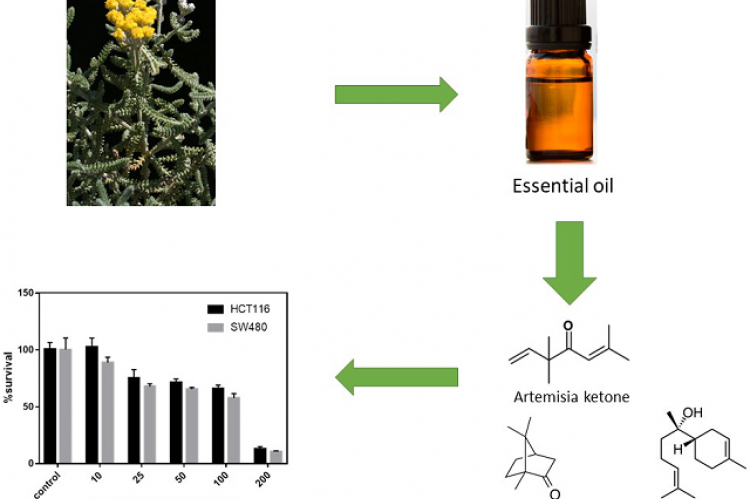 Chemical Composition and Biological Activity of the Essential Oil